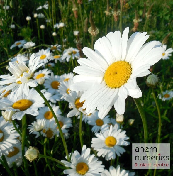 Leucanthemum May Queen - image 3