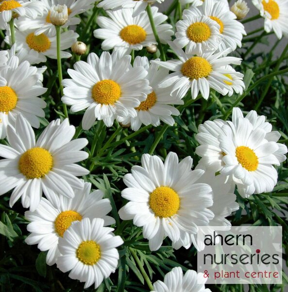 Leucanthemum May Queen - image 1