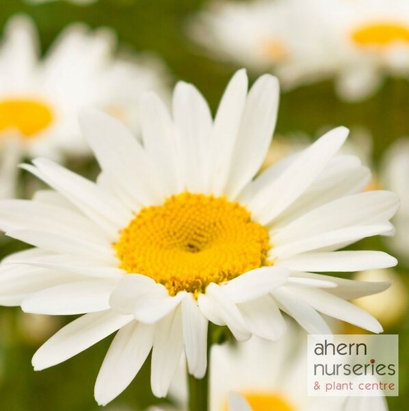 Leucanthemum Snow Lady - image 2