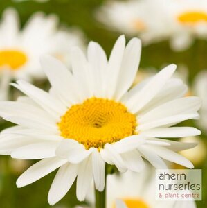 Leucanthemum Snow Lady - image 2