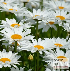Leucanthemum Snow Lady - image 1