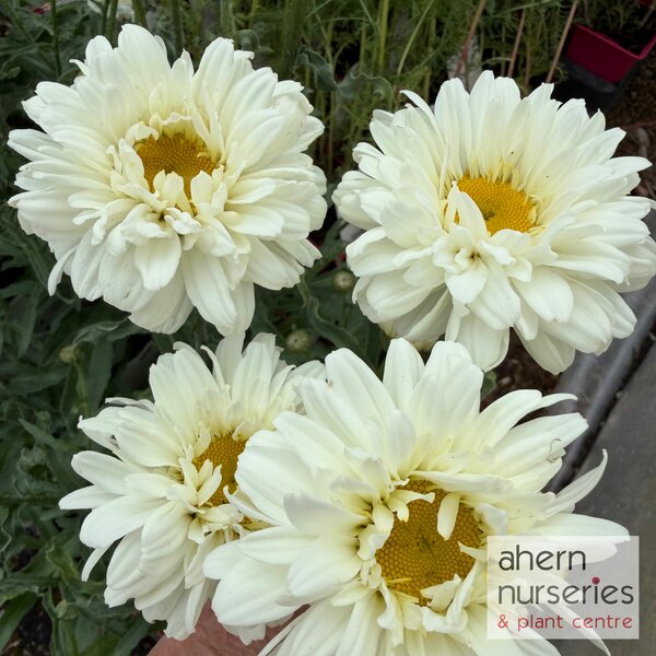 Leucanthemum Victorian Secret - image 1