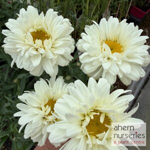 Leucanthemum Victorian Secret - image 1
