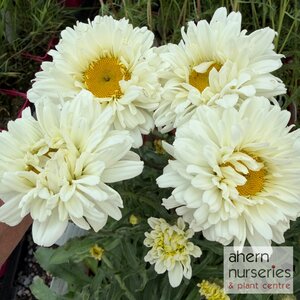 Leucanthemum Victorian Secret - image 2
