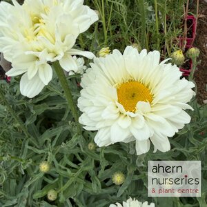 Leucanthemum Victorian Secret - image 3
