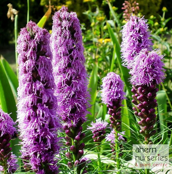 Liatris Kobold - image 1