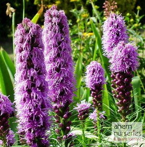 Liatris Kobold - image 1