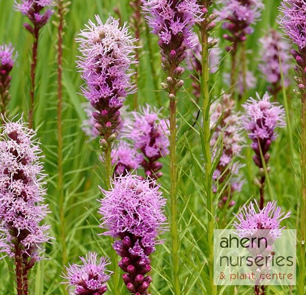 Liatris Kobold - image 2