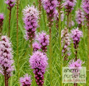 Liatris Kobold - image 2