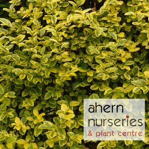 Ligustrum oval. 'Aureum' - Golden Privet- 60cm-80cm