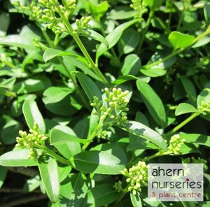 Ligustrum ovalifolium - 60cm-80cm - image 2