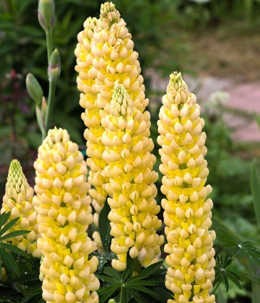 Lupin Chandelier