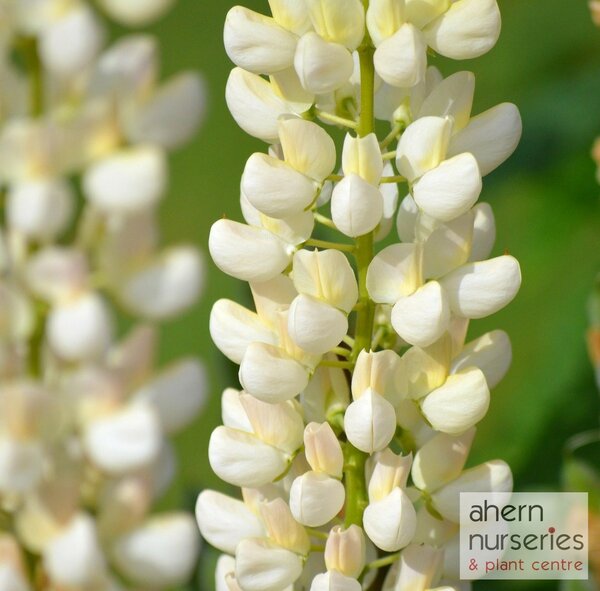 Lupin Noble Maiden - image 1