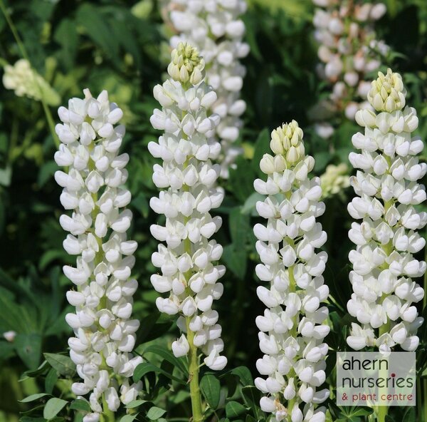 Lupin Noble Maiden - image 2