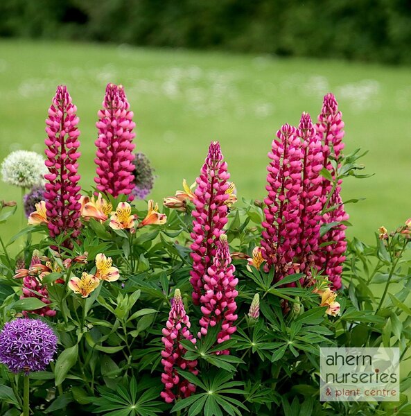 Lupin The Pages - image 1