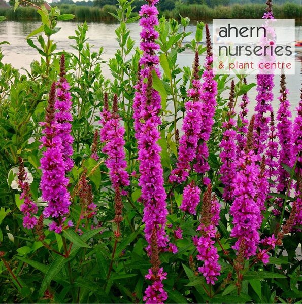 Lythrum Dropmore Purple - image 1