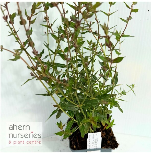 Lythrum Dropmore Purple - image 3