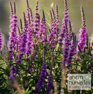 Lythrum Dropmore Purple - image 2