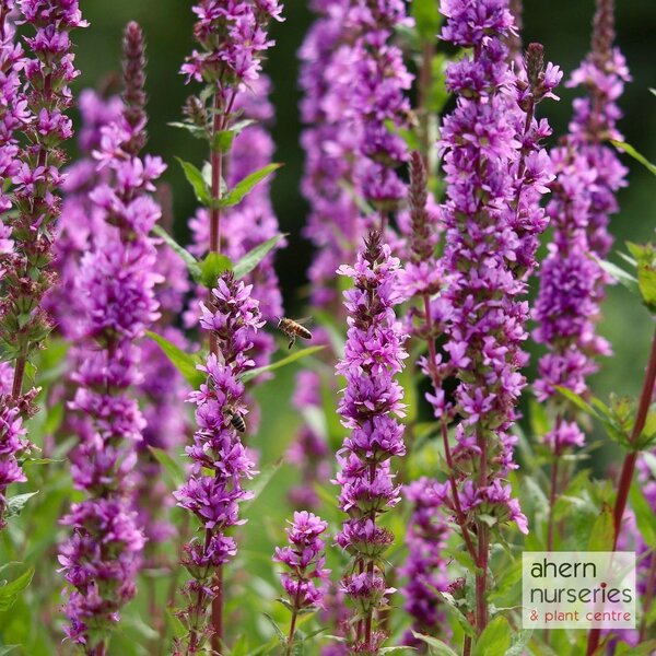 Lythrum Robert - image 2
