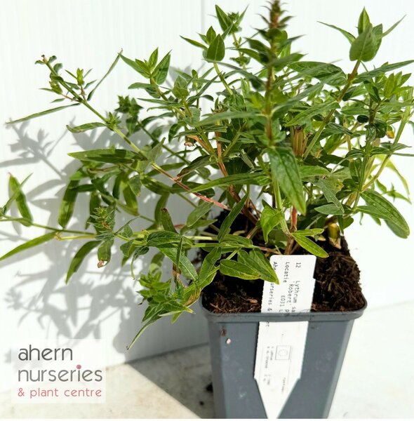Lythrum Robert - image 3