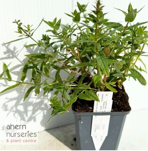 Lythrum Robert - image 3