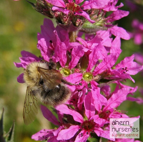 Lythrum Robert - image 1