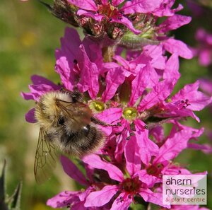 Lythrum Robert - image 1