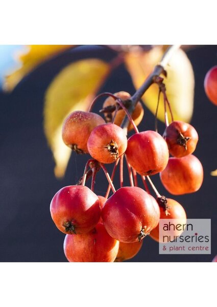 Malus sylvestris - Native Crab Apple - 60cm-100cm - image 2