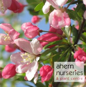 Malus sylvestris - Native Crab Apple - 60cm-100cm - image 1
