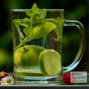 Mentha Moroccan - image 2