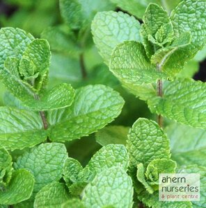 Mentha Moroccan