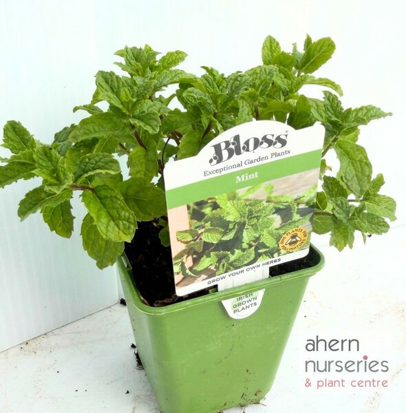 Mentha Moroccan - image 3