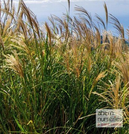Miscanthus Gracillimus - image 2