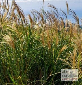 Miscanthus Gracillimus - image 2