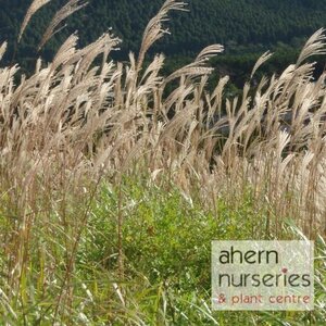 Miscanthus Gracillimus