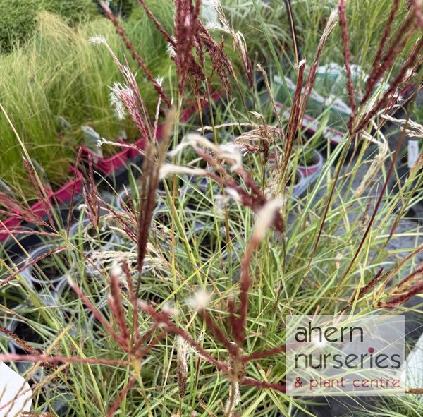 Miscanthus s. Red Chief
