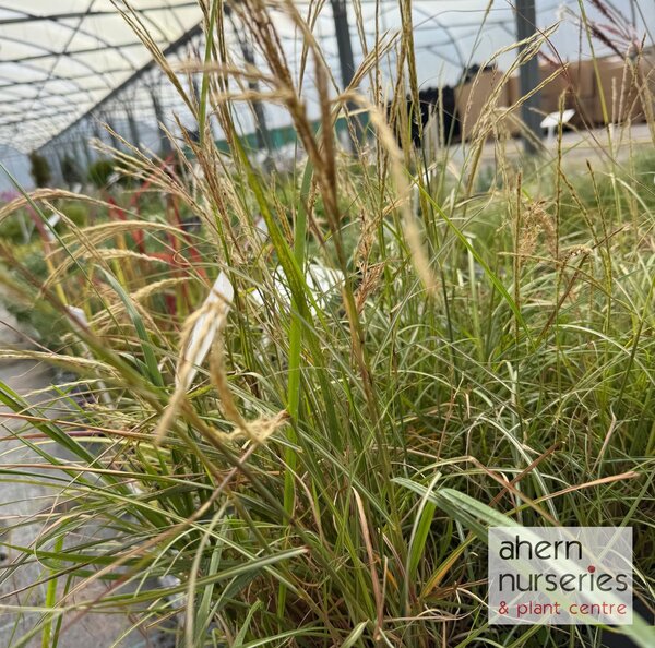 Miscanthus s. Yakushima Dwarf