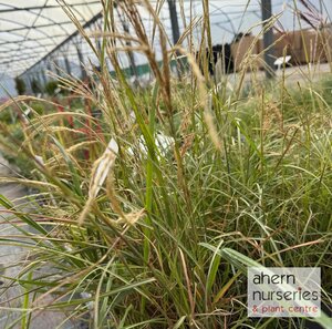 Miscanthus s. Yakushima Dwarf