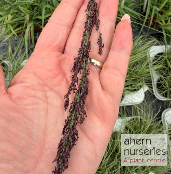 Molinia arundinacea Black Arrows - image 2
