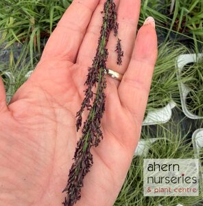 Molinia arundinacea Black Arrows - image 2