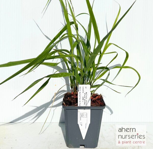 Molinia arundinacea Black Arrows - image 1
