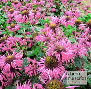 Monarda Croftway Pink - image 1