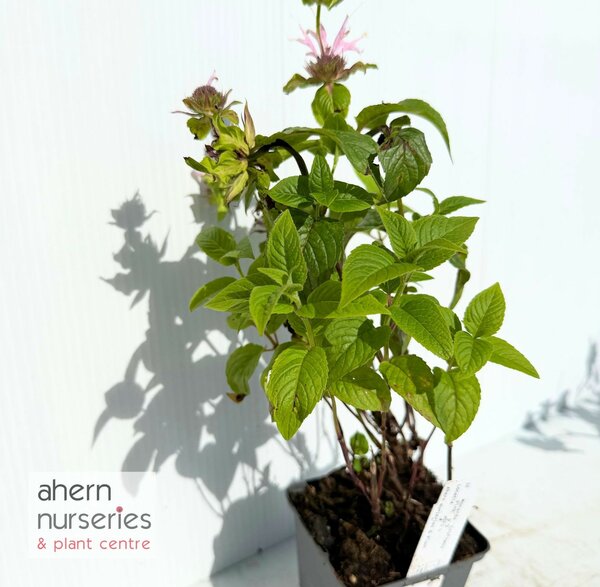 Monarda Croftway Pink - image 2