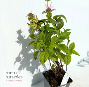 Monarda Croftway Pink - image 2