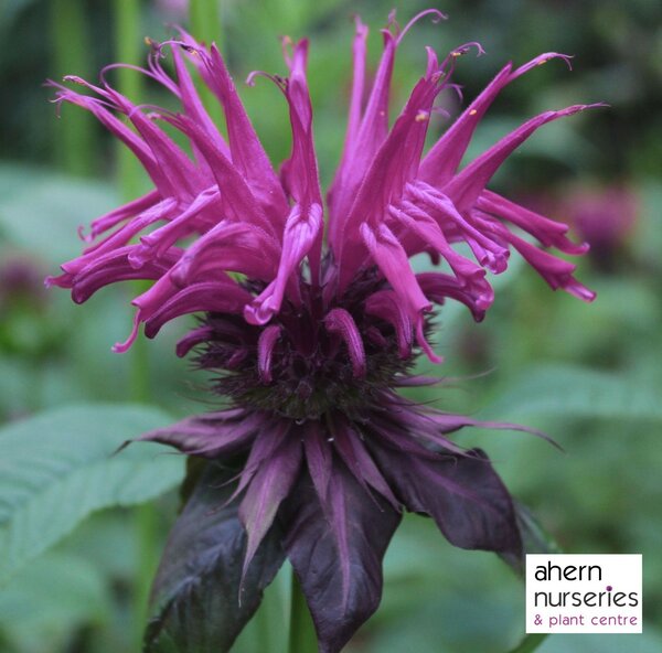 Monarda Prairie Night - image 1