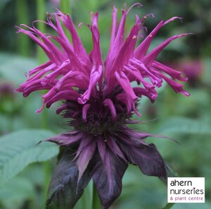 Monarda Prairie Night - image 1