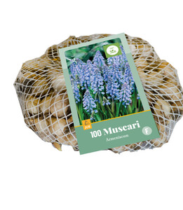 Muscari Armeniacum 100 Bulbs