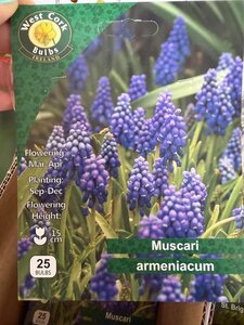 Muscari armeniacum 25 Bulbs
