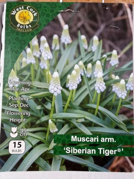 Muscari Siberian Tiger 15 Bulbs