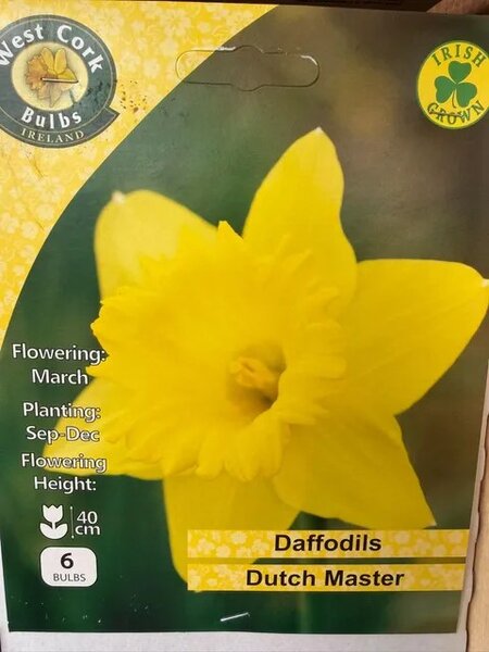 Narcissus Dutch Master 6 Bulbs